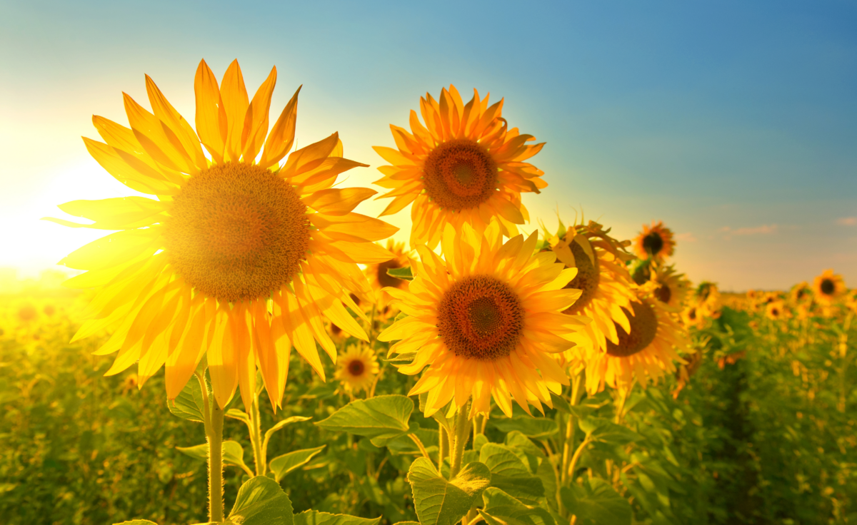Son-shine in My Soul: Resting in God When Life Feels Heavy