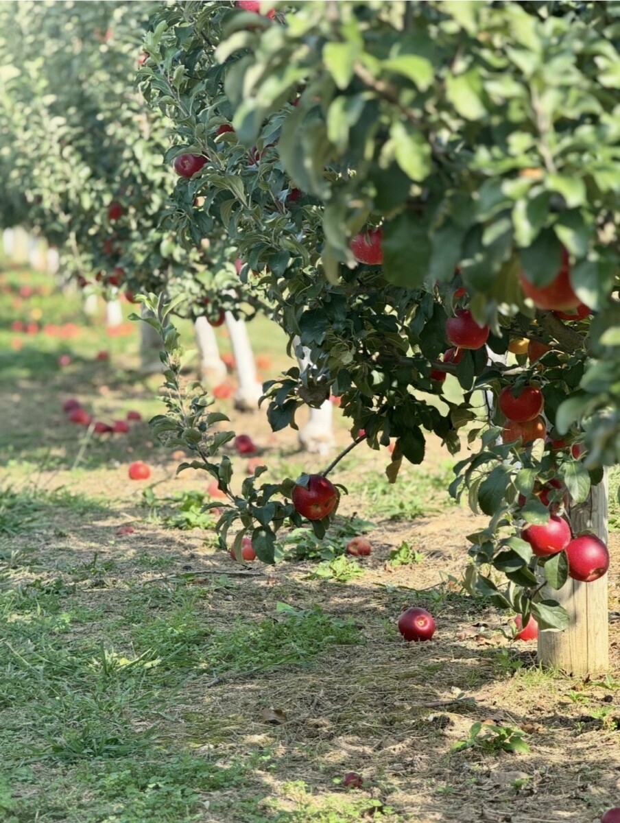How do you like them apples?